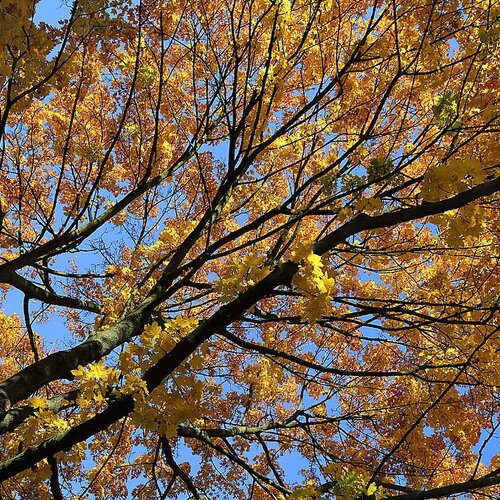 3 graines acer platanoides, érable plane, érable de norvège