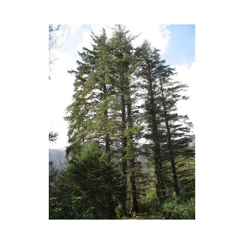 7 graines de épicéa de sitka, épinette de sitka, picea sitchensis