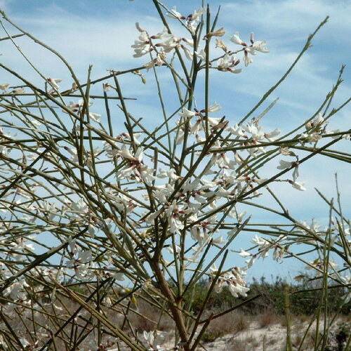 3 graines de genêt blanc, retama monosperma, retam blanc, rtem