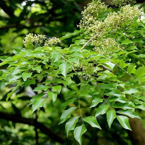 3 graines dalbergia odorifera