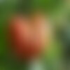 25 graines de tomate brandywine rouge, solanum lycopersicum
