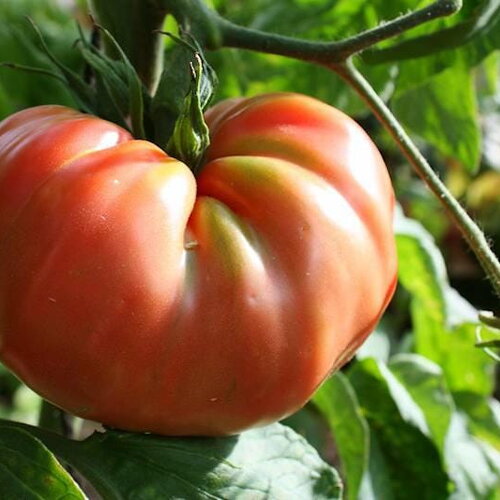 25 graines de tomate brandywine rouge, solanum lycopersicum