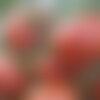 25 graines de tomate moneymaker, solanum lycopersicum