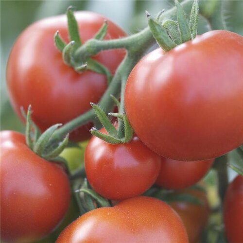 25 graines de tomate moneymaker, solanum lycopersicum