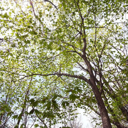 3 graines acer pseudosieboldianum, érable de corée