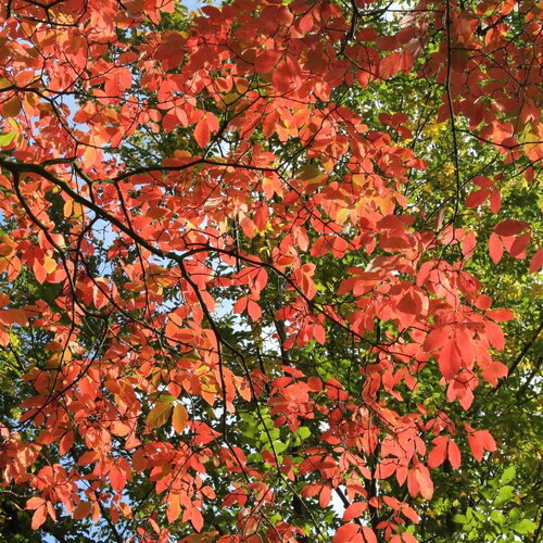 3 graines acer maximowiczianum, érable de nikko, acer nikoense