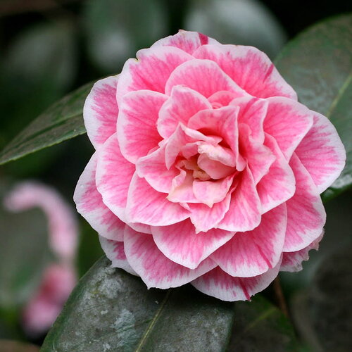 4 graines de camélia du japon, camellia japonica