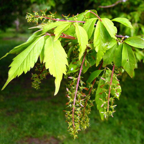 3 graines érable à feuille de vigne, acer cissifolium