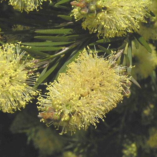 3 graines callistemon pityoides, rince-bouteille jaune