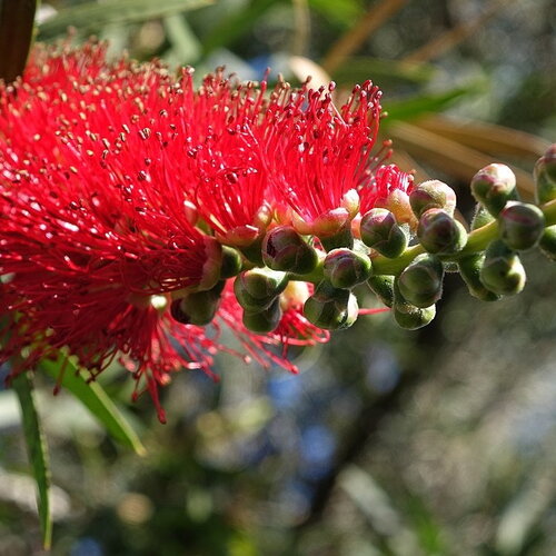 3 graines callistemon citrinus, melaleuca citrina, rince-bouteille