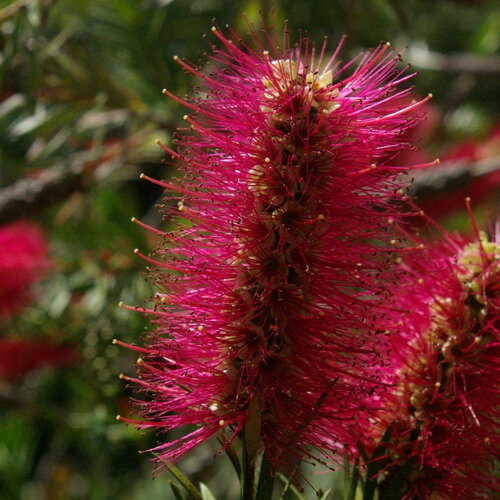 3 graines callistemon violaceus, rince-bouteille violet