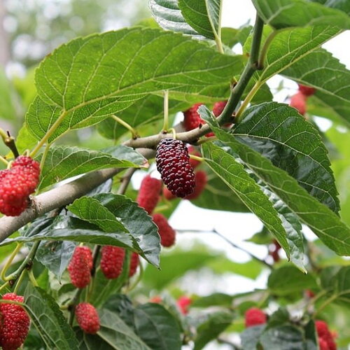 5 graines mûrier rouge, morus rubra, arbre à mûres