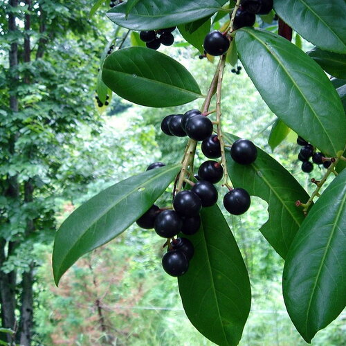 3 graines de prunus laurocerasus, laurier cerise