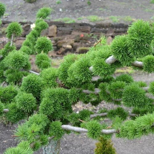 7 graines larix decidua, mélèze d'europe, mélèze commun, pin de briançon