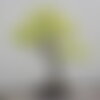 10 graines liquidambar styraciflua, copalme d'amérique, liquidambar, idéal bonsaï