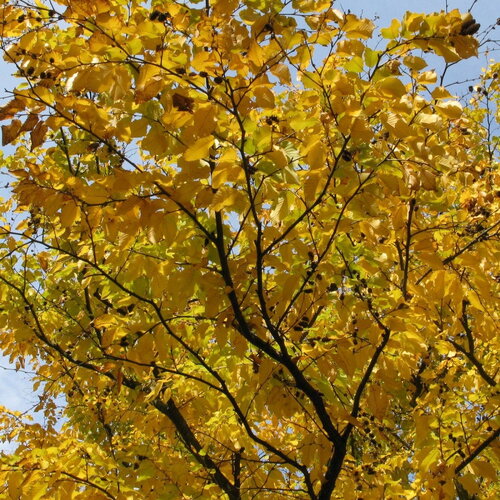 3 graines betula lenta, bouleau cerisier