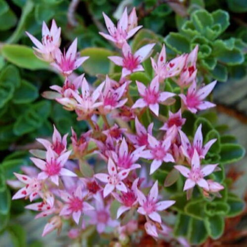 30 graines sedum stoloniferum