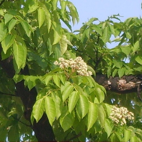 10 graines tetradium daniellii, arbre à miel
