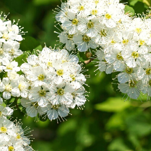3 graines viburnum lentago