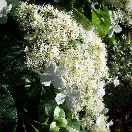 20 graines hortensia grimpant, hydrangea petiolaris