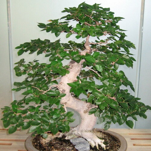 3 graines carpinus coreana, charme de corée