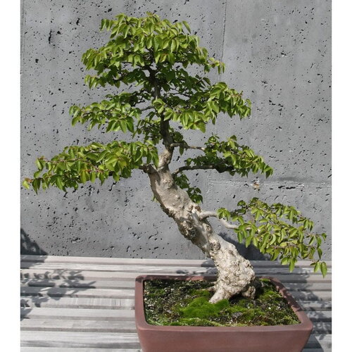 5 graines de carpinus turczaninowii