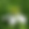 50 graines de nigelle cultivée, nigella sativa, cumin noir, herbe aux épices, cheveux de vénus, barbe des capucins