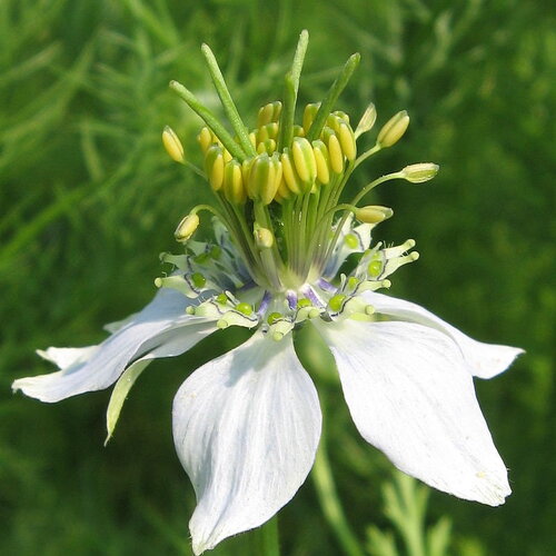 50 graines de nigelle cultivée, nigella sativa, cumin noir, herbe aux épices, cheveux de vénus, barbe des capucins