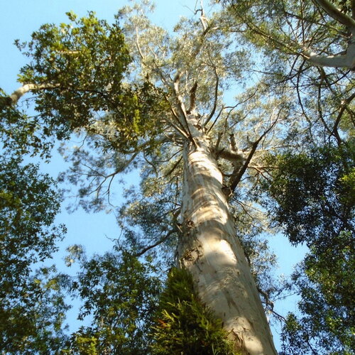 3 graines eucalyptus regnans, gommier royal
