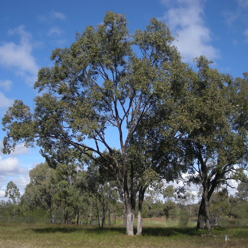 3 graines eucalyptus populnea, peuplier box