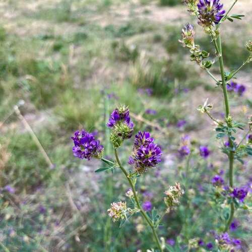 100 graines medicago sativa, luzerne commune