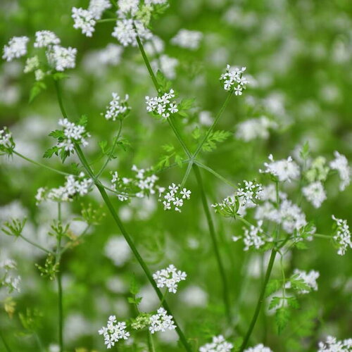 100 graines de cerfeuil, anthriscus cerefolium