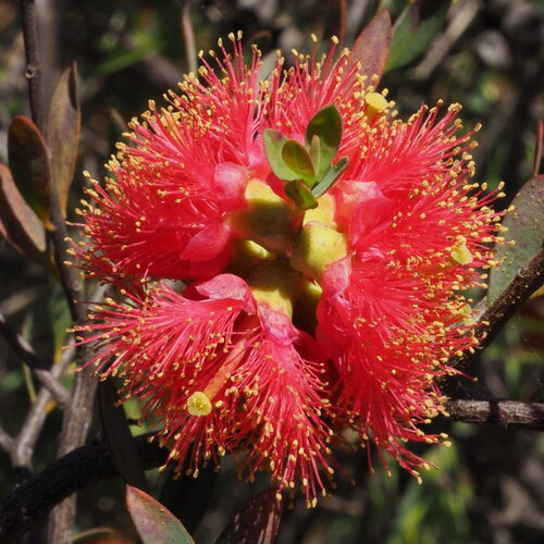 3 graines melaleuca fulgens, myrte écarlate