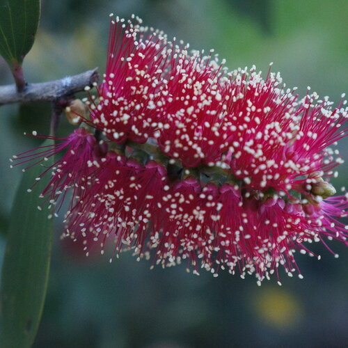 3 graines melaleuca viridiflora red