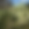 3 graines melaleuca squarrosa, écorce de papier parfumée