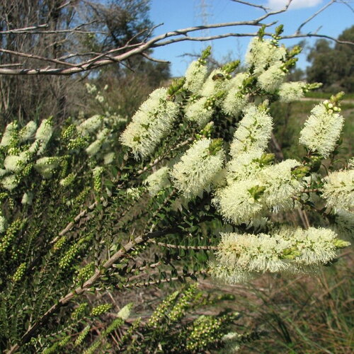 3 graines melaleuca squarrosa, écorce de papier parfumée