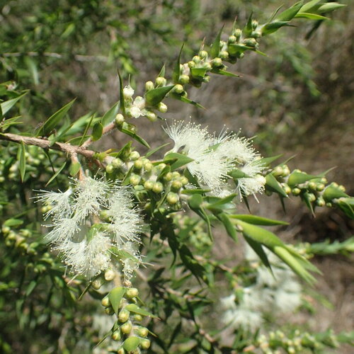3 graines melaleuca styphelioides, arbre à écorce de papier épineux