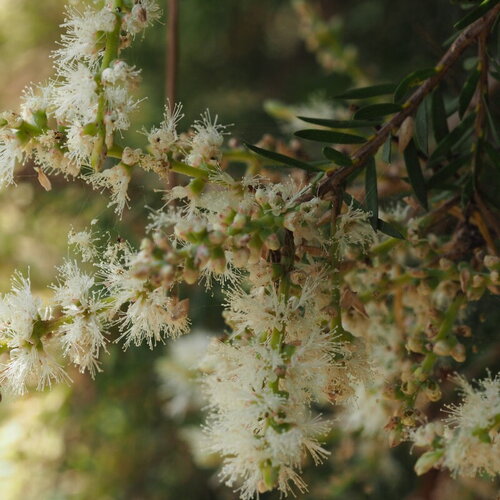 3 graines melaleuca decora, myrte à plume blanches