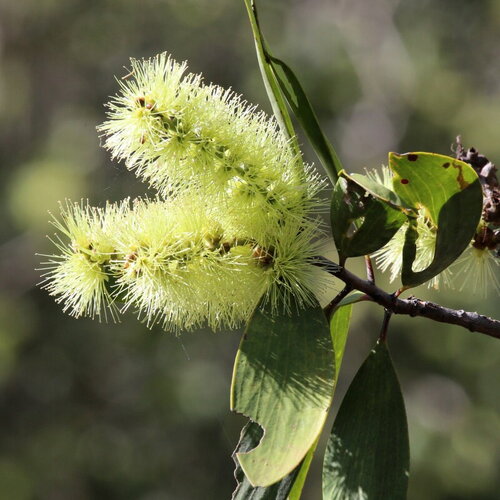 3 graines melaleuca viridiflora