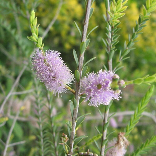 3 graines melaleuca decussata, myrte à feuilles croisées