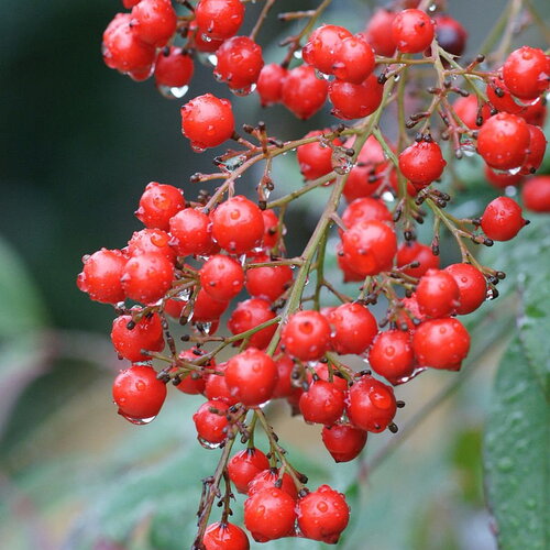 10 graines bambou sacré, bambou céleste, bambou merveilleux, nandina domestica, bambou de la félicité, nandine domestique