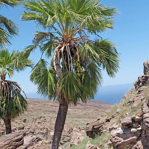 3 graines brahea edulis, palmier de guadeloupe
