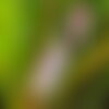 3 graines musa campestris var. campestris, bananier