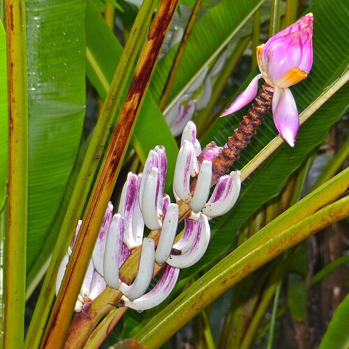3 graines musa campestris var. campestris, bananier