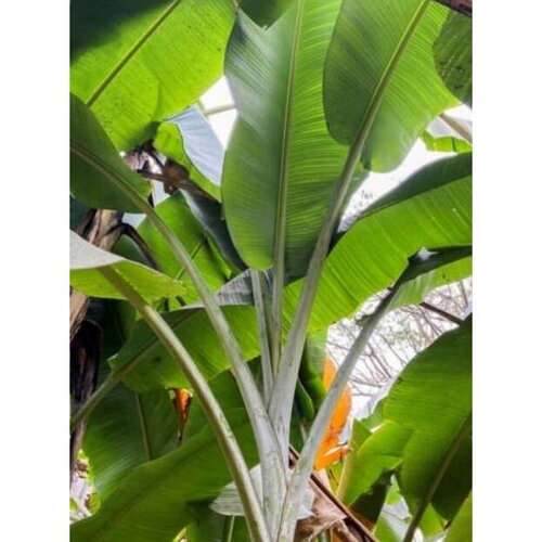 3 graines musa sp. &quot;jamesonii&quot;, bananier