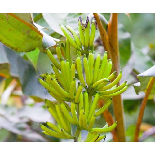 3 graines musa lawitiensis, bananier sauvage