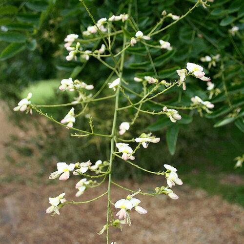 3 graines sophora japonica, styphnolobium japonicum, sophora du japon, arbres aux pagodes, arbre à miel