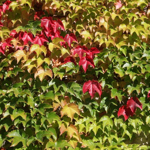 3 graines de vigne vierge japonaise, parthenocissus tricuspidata, vigne-vierge à trois pointes