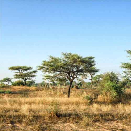 3 graines acacia senegal, gommier blanc