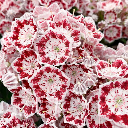 25 graines kalmia latifolia, laurier des montagnes, laurier d'amérique, kalmie